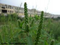 Imagine atasata: Bega - 2014.09.16 - 13.jpg